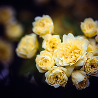 Buy canvas prints of Close up of some small roses by Marco Bicci