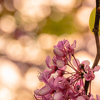 Buy canvas prints of Purple flower on a tree  by Marco Bicci