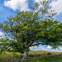 Buy canvas prints of A tree in the Cairngorms National Park by Marco Bicci