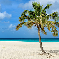 Buy canvas prints of Palm tree alone on the white sand of the Eagle Bea by Marco Bicci