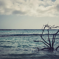 Buy canvas prints of Dried branches emerge from the Carribean sea of Ar by Marco Bicci