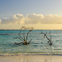 Buy canvas prints of Dried branches emerge from the Carribean sea of Ar by Marco Bicci