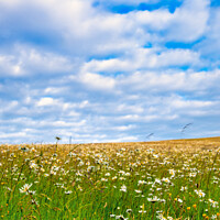 Buy canvas prints of English Meadow on the South Downs by Alan Barr