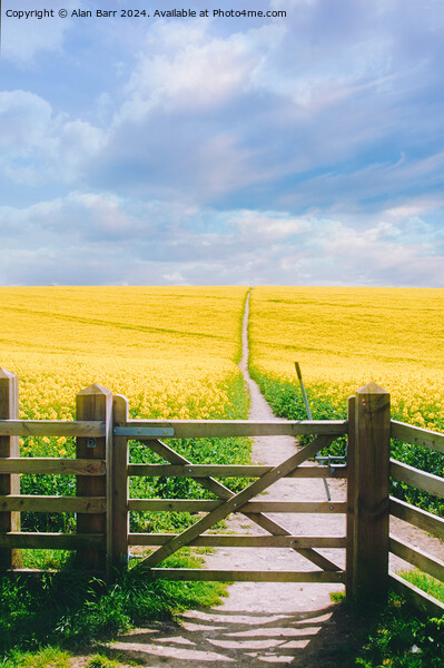 South Downs Summer Rapeseed field Picture Board by Alan Barr