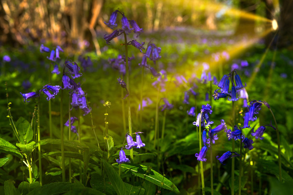 Sunrays fall on Bluebells  Picture Board by Alan Barr