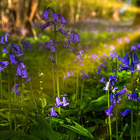 Buy canvas prints of Sunrays fall on Bluebells  by Alan Barr