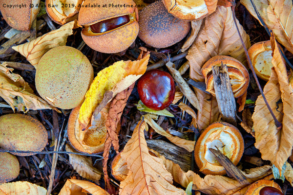 Autumn's Forest Floor Picture Board by Alan Barr