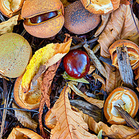 Buy canvas prints of Autumn's Forest Floor by Alan Barr
