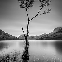Buy canvas prints of The Lone Tree  by Charlie Gott