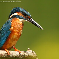 Buy canvas prints of River Stour Kingfisher by Art G