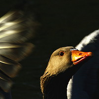 Buy canvas prints of Greylag Goose by Art G