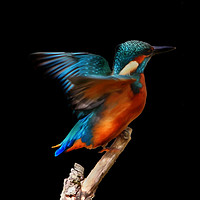 Buy canvas prints of Kingfisher on Black by Art G