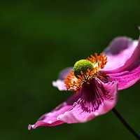 Buy canvas prints of Japanese Anemone by Art G