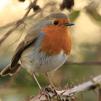 Buy canvas prints of Winter Robin by Art G