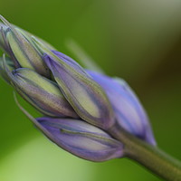 Buy canvas prints of Bluebell Bokeh by Art G