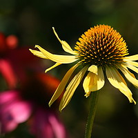 Buy canvas prints of Yellow Echinacea by Art G