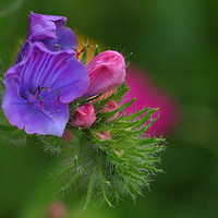 Buy canvas prints of Vipers Bugloss by Art G