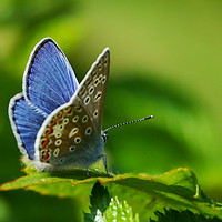 Buy canvas prints of Common Blue Butterfly by Art G