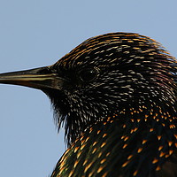 Buy canvas prints of Starling in Profile by Art G