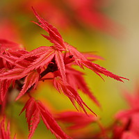 Buy canvas prints of Red Maple by Art G
