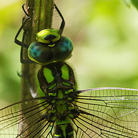 Buy canvas prints of Southern Hawker by Art G