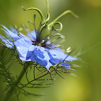 Buy canvas prints of Love in a Mist by Art G