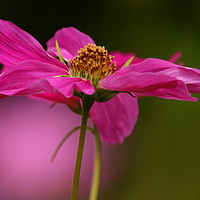 Buy canvas prints of Pink Cosmos by Art G