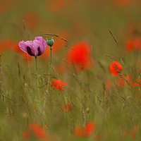 Buy canvas prints of In a Field of Red by Art G
