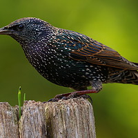 Buy canvas prints of Starling at Denny Wood by Art G