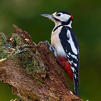 Buy canvas prints of New Forest Woodpecker by Art G