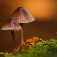 Buy canvas prints of New Forest Fungi by Art G