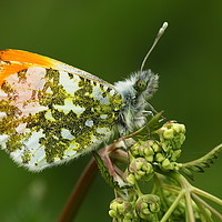 Buy canvas prints of Orange Tip Butterfly by Art G