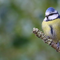 Buy canvas prints of New Forest Blue Tit by Art G
