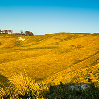 Buy canvas prints of Cherhill White Horse, Wiltshire, Calne, UK 2  by Michaela Gainey