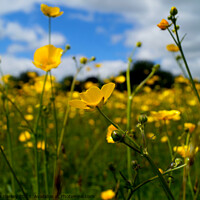 Buy canvas prints of Buttercups, Lawn Woods, United Kingdom,  by Michaela Gainey