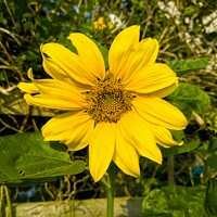 Buy canvas prints of Sunflower by Darren Mark Walsh