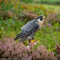 Buy canvas prints of Peregrine on a Perch by Darren Mark Walsh