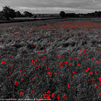 Buy canvas prints of Poppies by Darren Mark Walsh