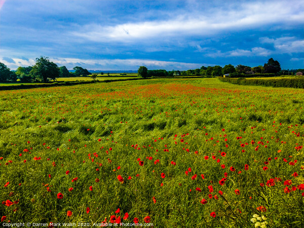 Poppy Field Picture Board by Darren Mark Walsh