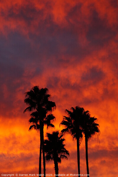 Palm Tree Sunset Picture Board by Darren Mark Walsh