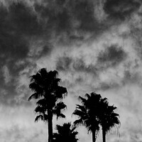 Buy canvas prints of Palm Tree Silhouette by Darren Mark Walsh