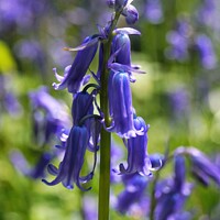 Buy canvas prints of Bluebell by Darren Mark Walsh