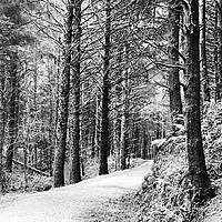 Buy canvas prints of Winter Woods by Amira-Jolie Ryan