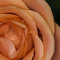 Buy canvas prints of Glistening Dew on a Peach Rose by Jennifer Higgs