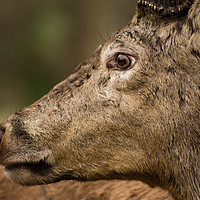 Buy canvas prints of The Stare of the Stag by Jennifer Higgs