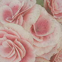Buy canvas prints of Beautiful begonias by Jennifer Higgs