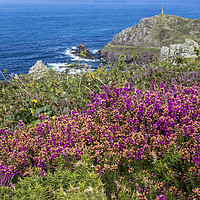 Buy canvas prints of Heather at Cape Cornwall by Jennifer Higgs