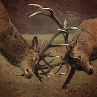 Buy canvas prints of A Midwinter Tussle by Jennifer Higgs