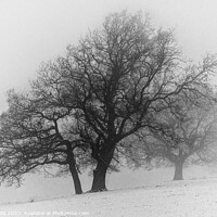Buy canvas prints of A Misty Tree on a Winter's Day by Phil Whyte