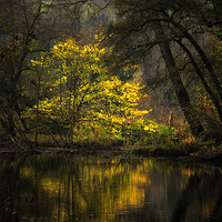 Buy canvas prints of Autumn Trees River Derwent by Nick Lukey